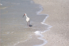 naples-florida-bird