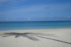 palm-tree-antigua